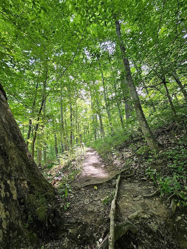Halls Creek Woods State Nature Preserve - Image 2