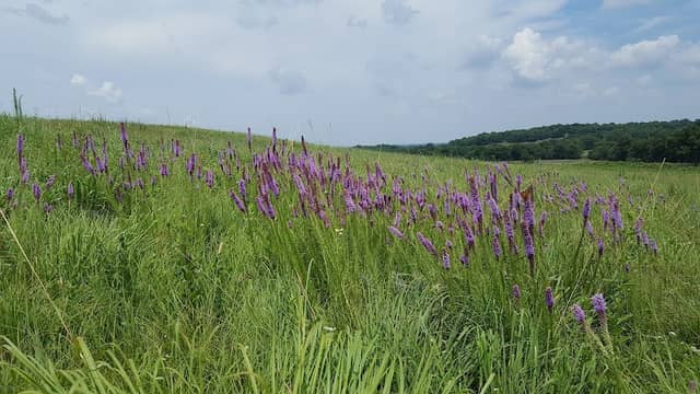 Stilwell Prairie - Image 2