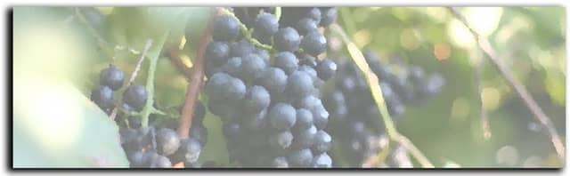 Apple Creek Vineyard & Winery - Image 1