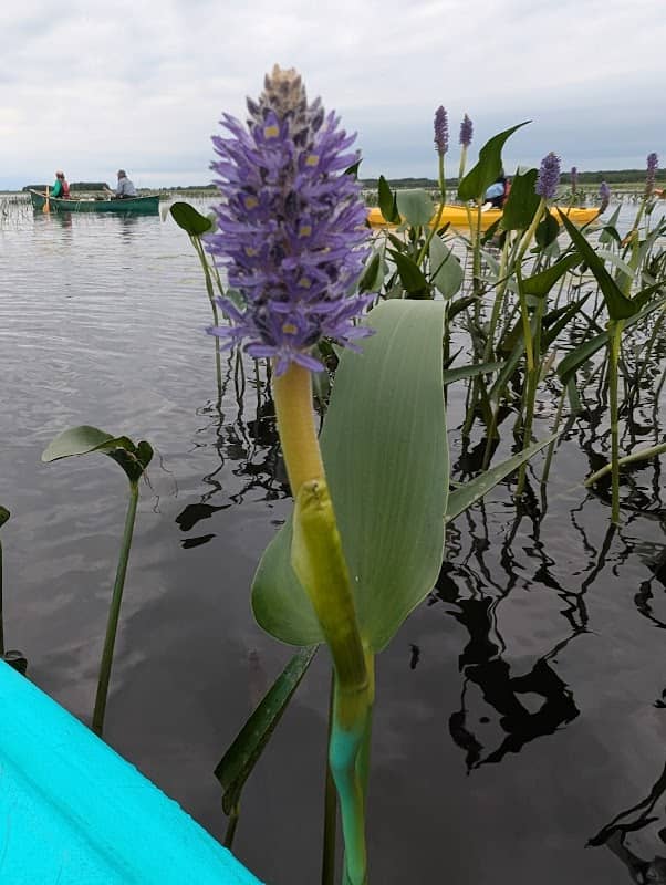 Crex Meadows Wildlife Refuge - Image 2