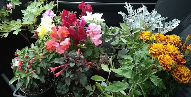 Woodside Greenhouse - Image 1