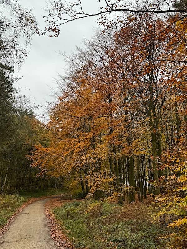 Harlow Wood - Image 1