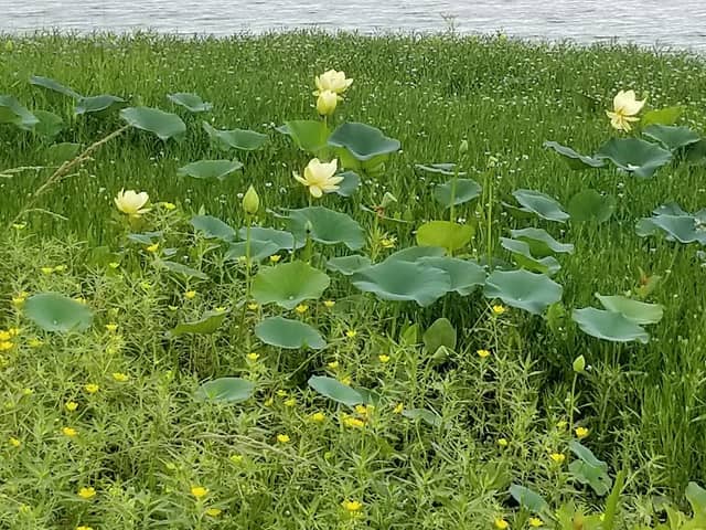 Spiers Landing Park - Image 2