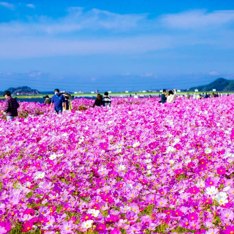 Mizumaki Cosmos Garden - Image 1