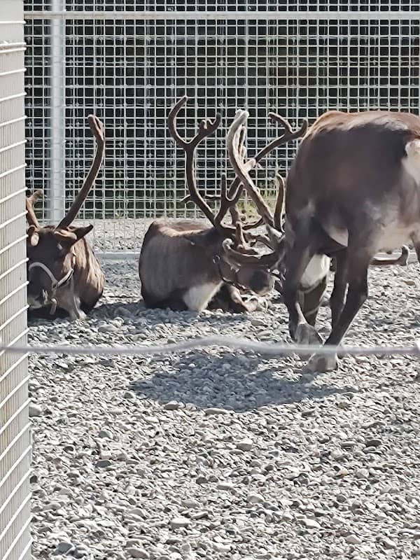 Antler Academy - Image 1