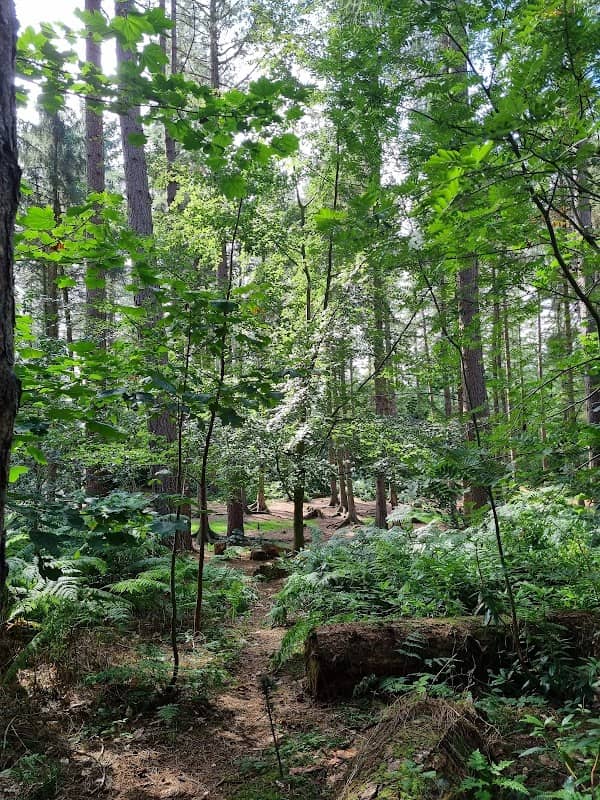 Chopwell Woodland Park - Forestry England - Image 1