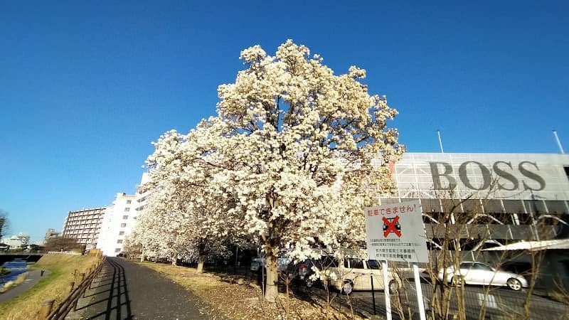 木蓮花 - Image 1