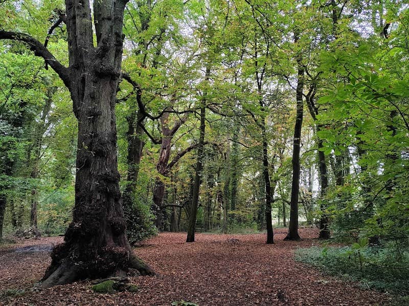 Gobion Woods - Image 1