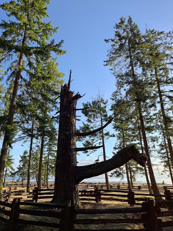 Dragon Tree - Image 1