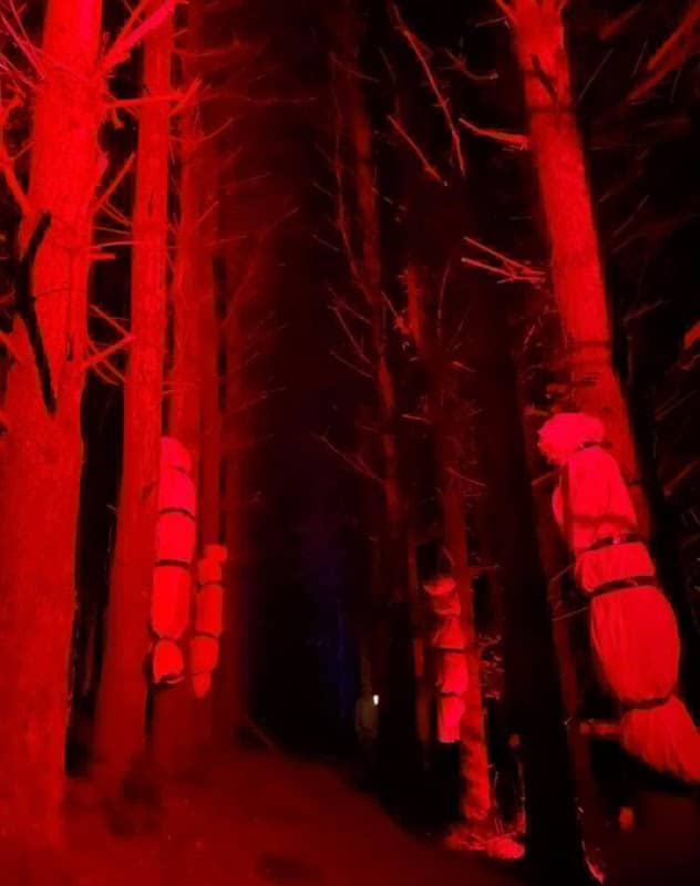 The bloody pines - Image 2