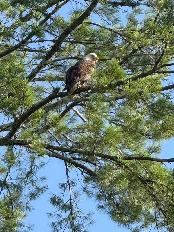 Eagle Montoya Lake - Image 1