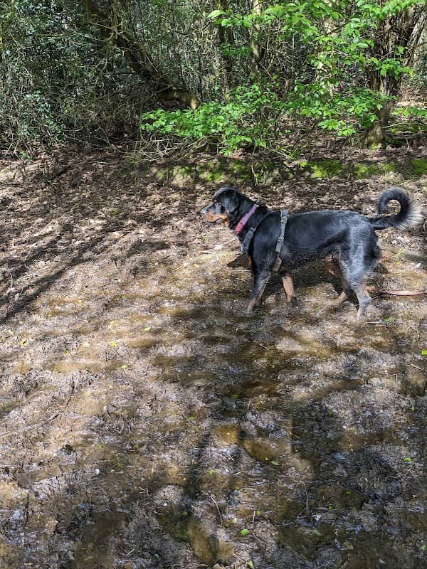 Coton Wood - Image 2