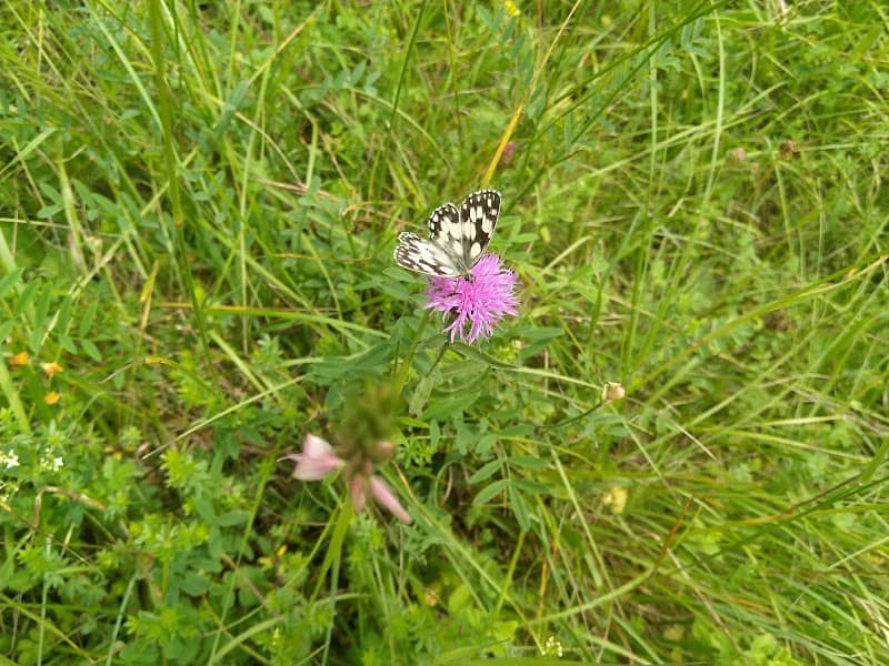 Neu Lindsey Nature Reserve - Image 2