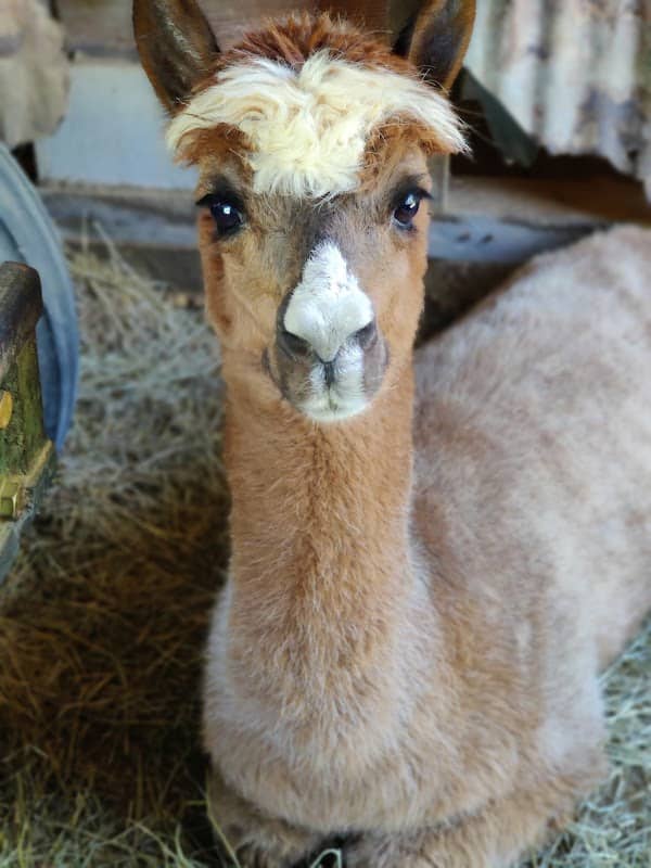 Blackberry Hill Alpacas Weddings & Events, LLC. - Image 2