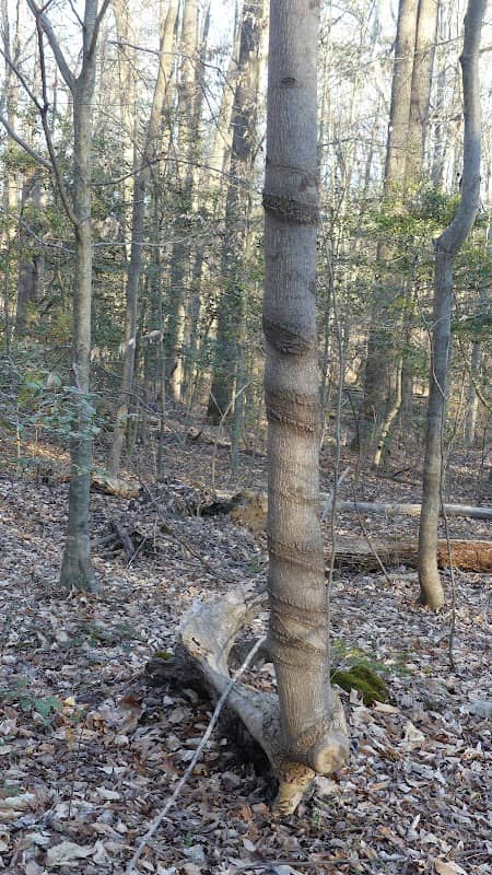 The Heritage Trail - Image 2