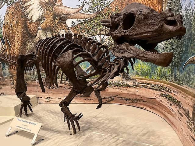 Burpee Museum of Natural History - Image 2