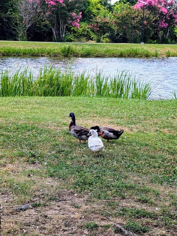 Buford Park - Image 3