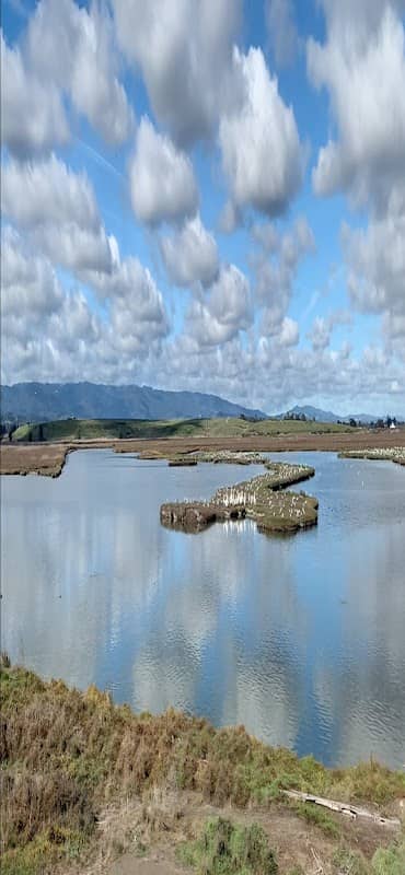 Pelican View - Image 2