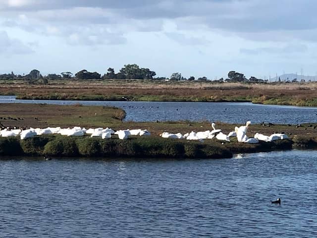 Pelican View - Image 3