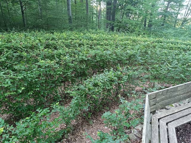 Waldlabyrinth - Image 1
