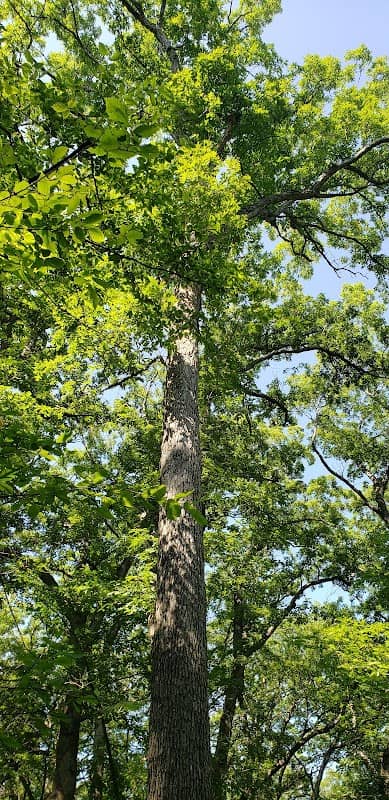Berry Woods - Image 1