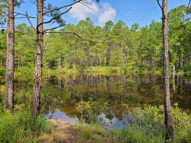 Carvers Creek State Park, Sandhills Access - Image 3