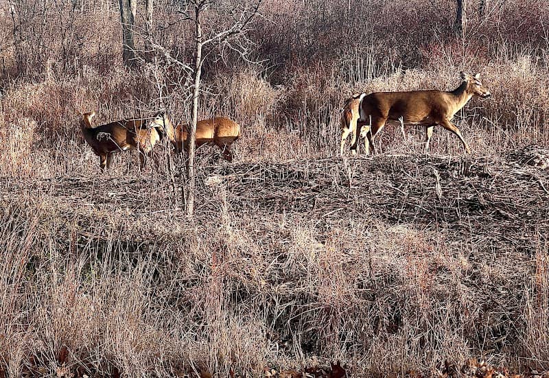 Berkeley Prairie Forest Preserve - Image 2