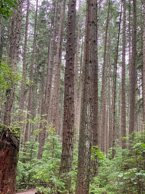 Sword Fern Trail - Image 1