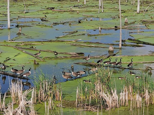 Highland's Heron Rookery - Image 3
