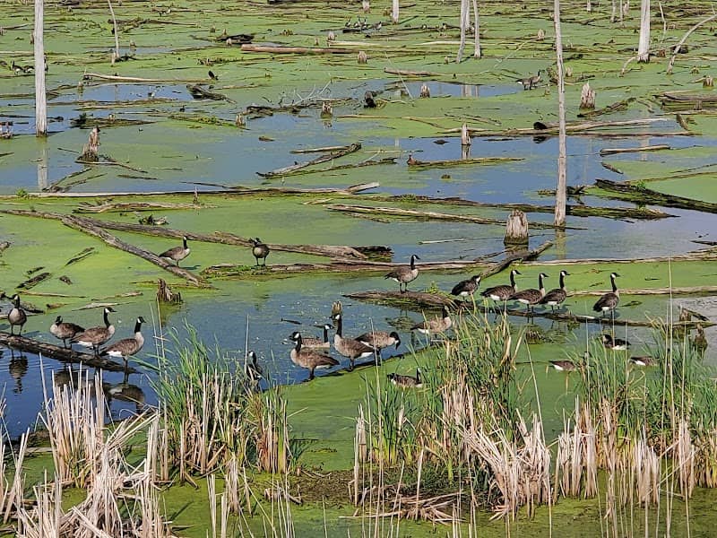 Highland's Heron Rookery - Image 3