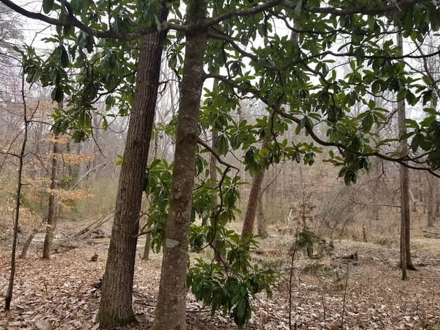 Pacolet Nature Trail - Image 2