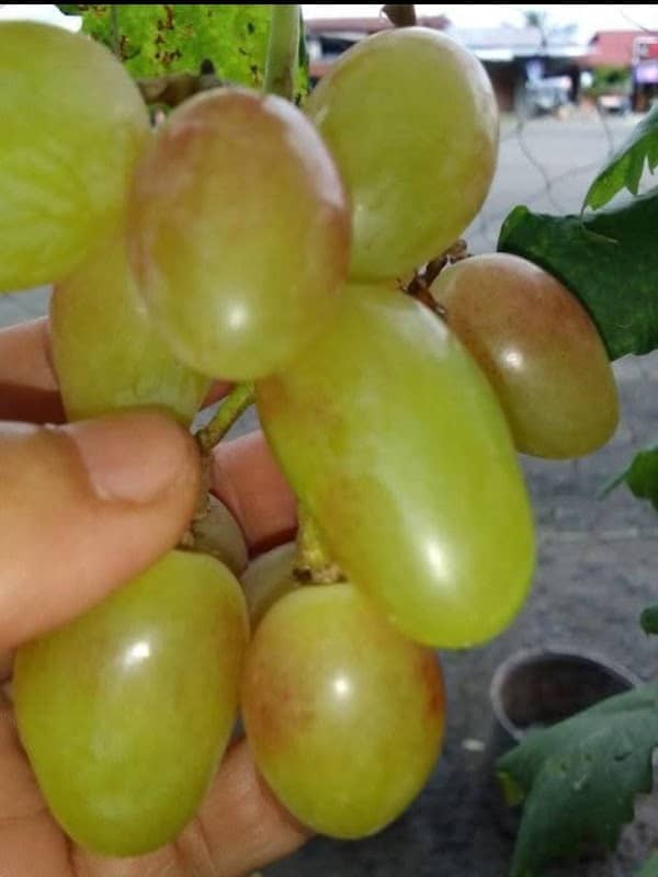 Kebun angur nyai 99 - Image 1