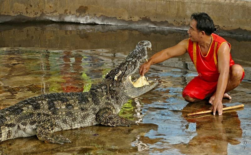 Samui Crocodile Farm - Image 1