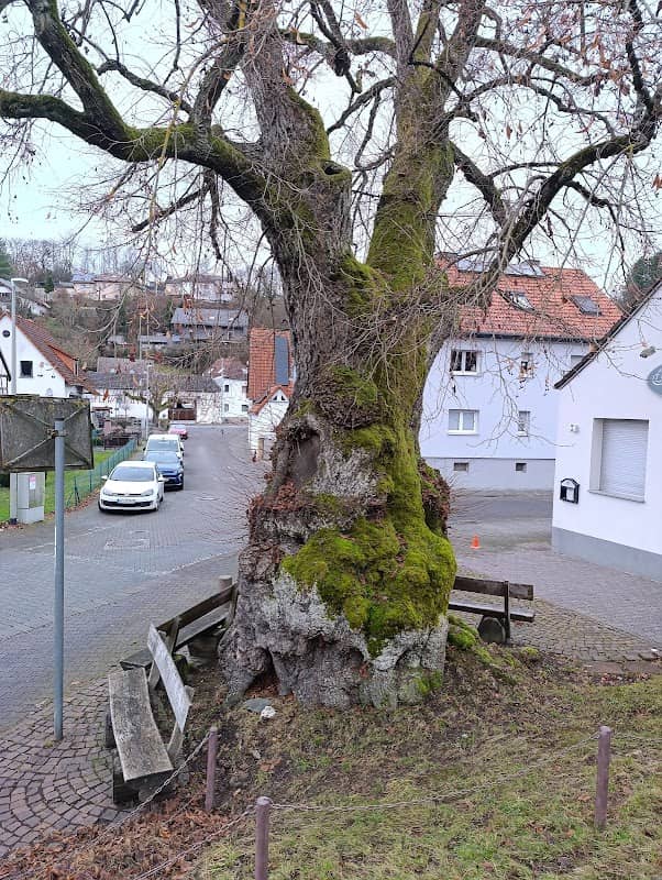 Alte Linde - Image 1
