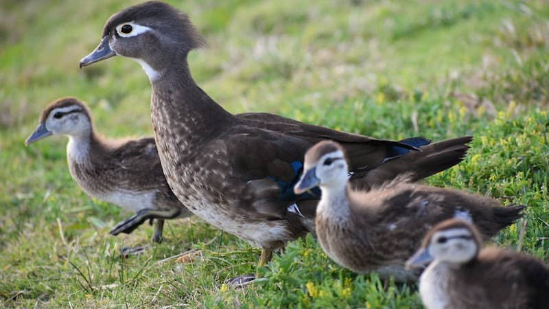 Santee Lakes Foundation Wood Duck Nesting Box - Image 2
