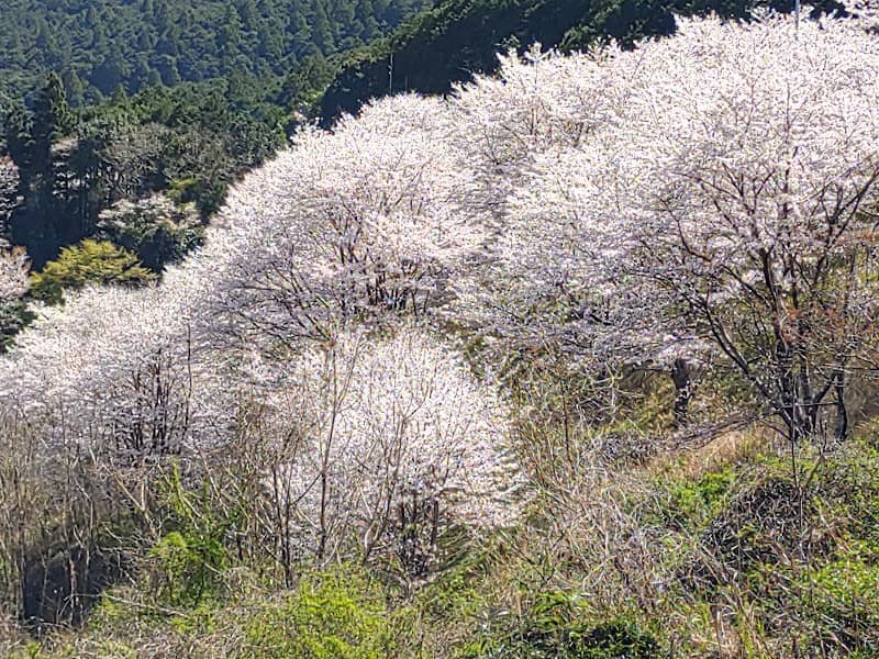 桜並木 - Image 2