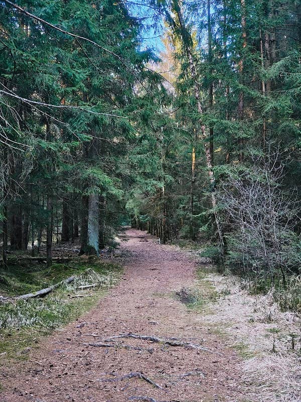 Weidenwald - Image 1
