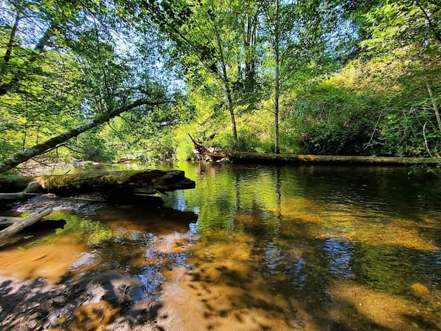 Hilburn Preserve - Capitol Land Trust - Image 1