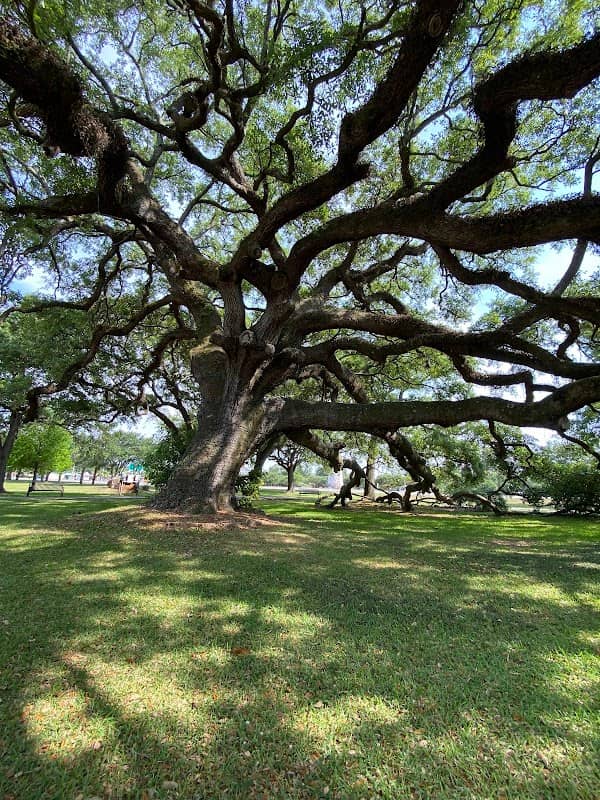 Magic Live Oak tree - Image 1