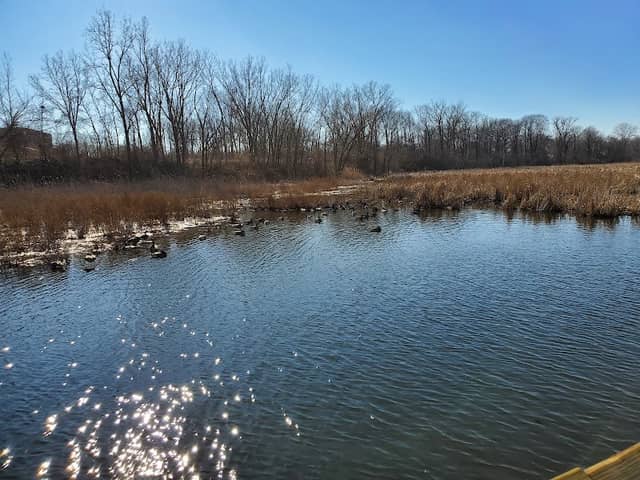 Manhattan Marsh Preserve Metropark - Image 2