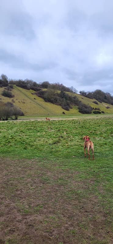 CHILTERN NATURE - LITTLE MARLOW GRAVEL PIT - Image 2