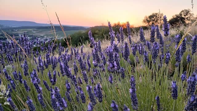 Tälchen Provence - Lavendelfeld - Image 1