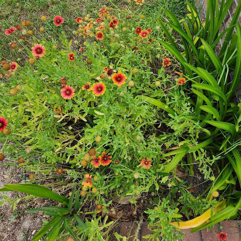 Garden Gals Butterfly Garden - Image 1