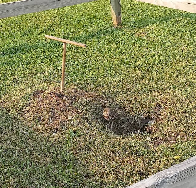 Poinciana Park - Image 1