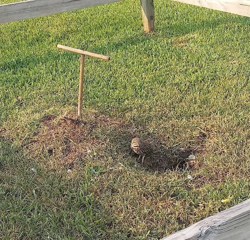 Poinciana Park - Image 1