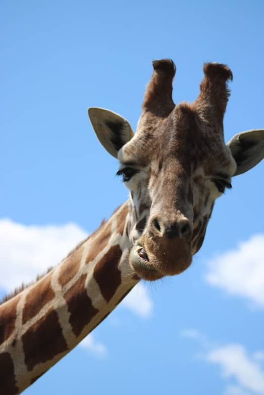 Safari North Wildlife Park - Image 1