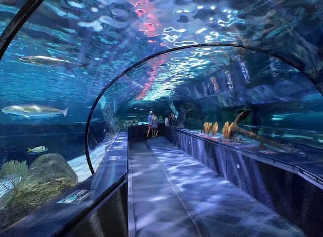 Ripley's Aquarium of Myrtle Beach - Image 1