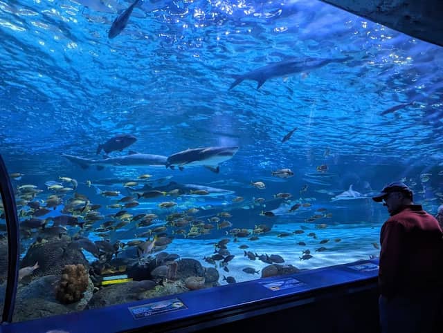 Ripley's Aquarium of Myrtle Beach - Image 3
