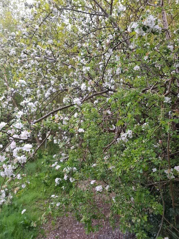 Waterlea Meadows - Image 3