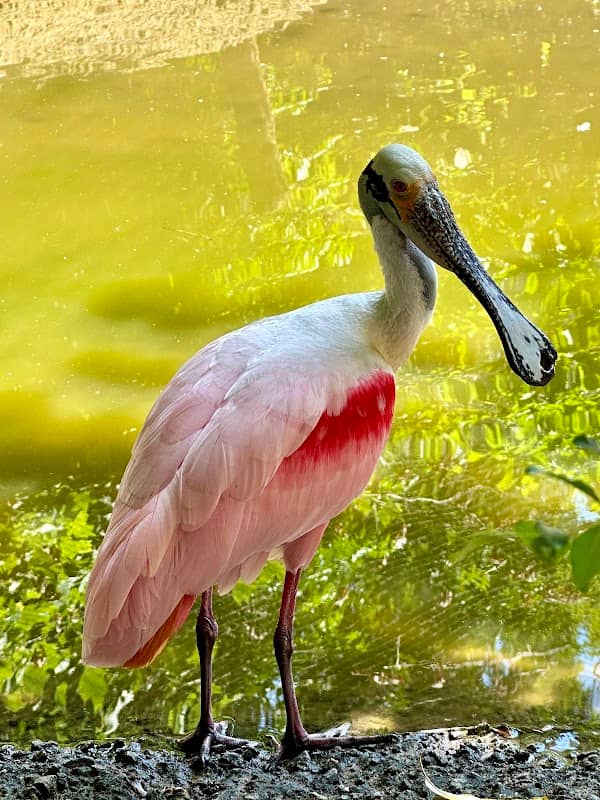 Sylvan Heights Bird Park - Image 2